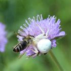 Misumena vatia- veränderliche Krabbenspinne 