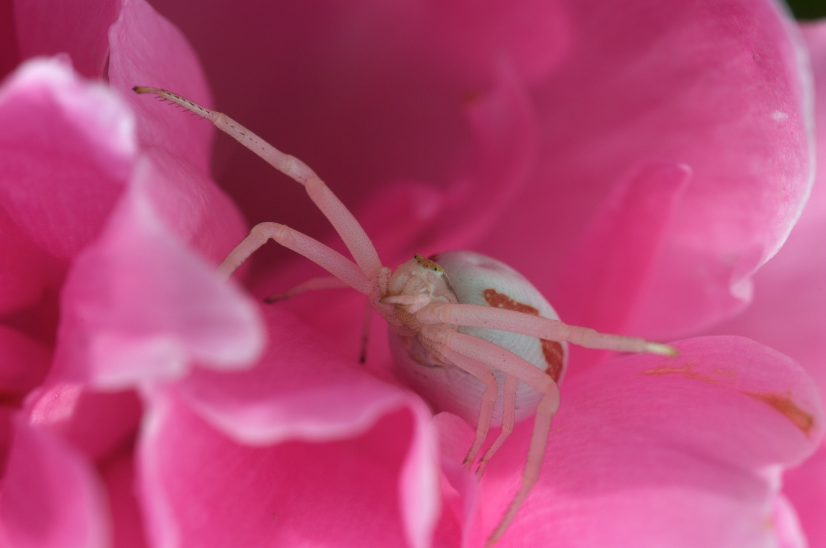 Misumena Vatia - Veränderliche Krabbenspinne