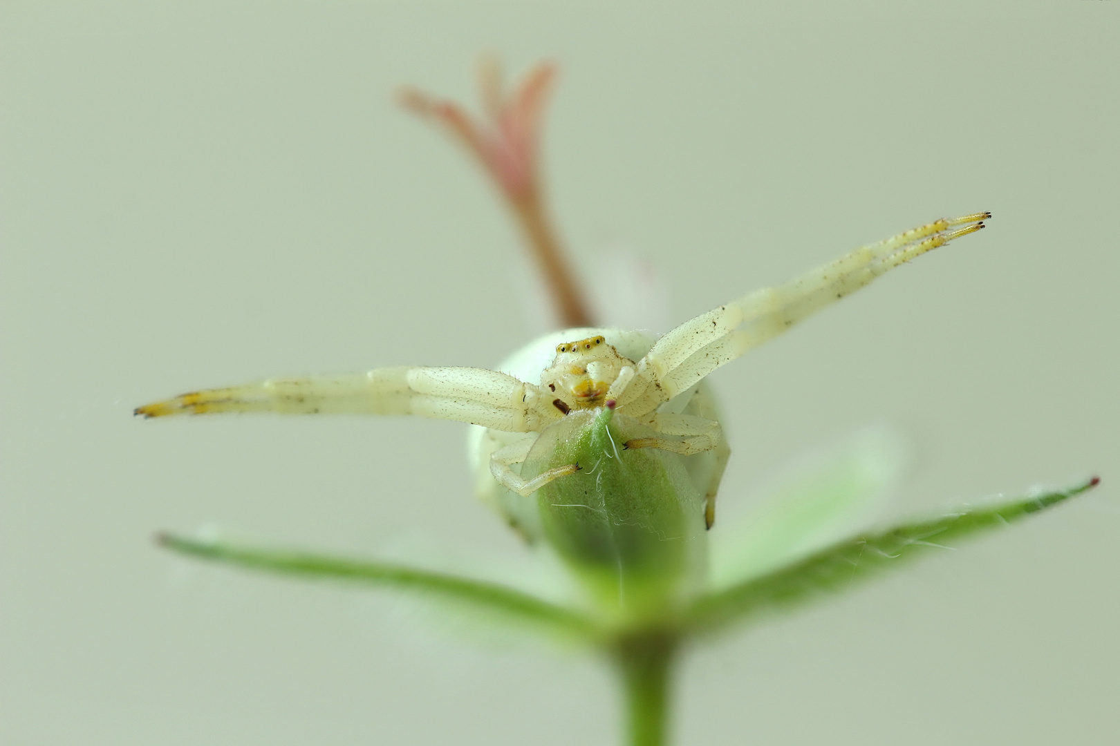 Misumena vatia (Veränderliche Krabbenspinne)