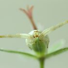 Misumena vatia (Veränderliche Krabbenspinne)