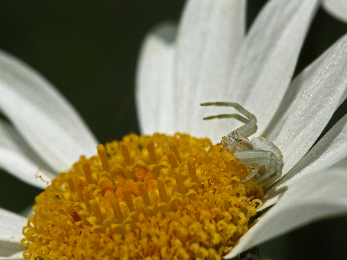 Misumena vatia (Veränderliche Krabbenspinne)