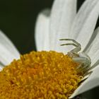 Misumena vatia (Veränderliche Krabbenspinne)