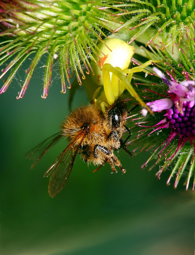 Misumena vatia, Veränderliche Krabbenspinne, Weibchen mit Bienenbeute