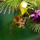 Misumena vatia, Veränderliche Krabbenspinne, Weibchen mit Bienenbeute