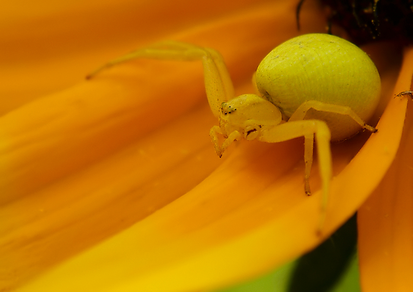 Misumena vatia - yellow version