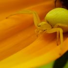 Misumena vatia - yellow version