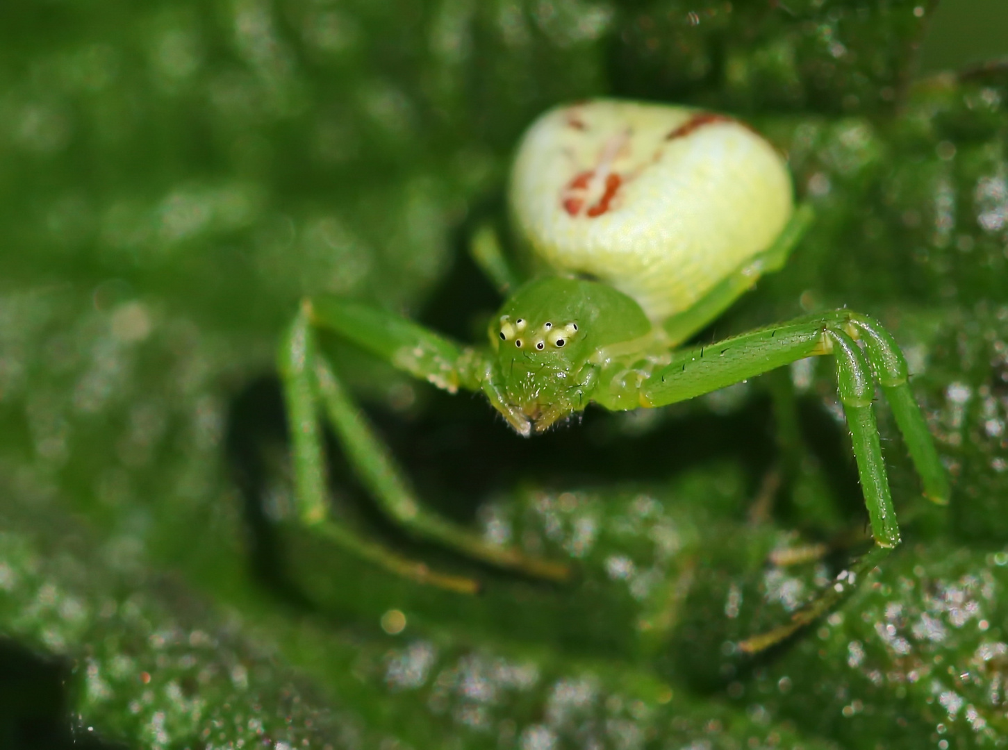 Misumenops tricuspidatus