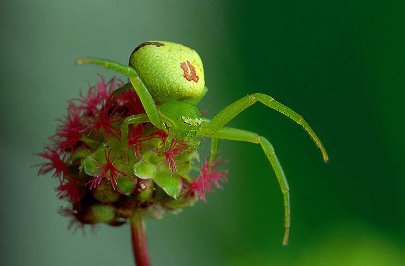 Misumenops tricuspitatus Foto & Bild natur, tiere, wildlife Bilder