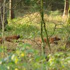 mit 180 durch den Wald