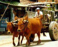 Mit 2 ZS (Zebu-Stärken)