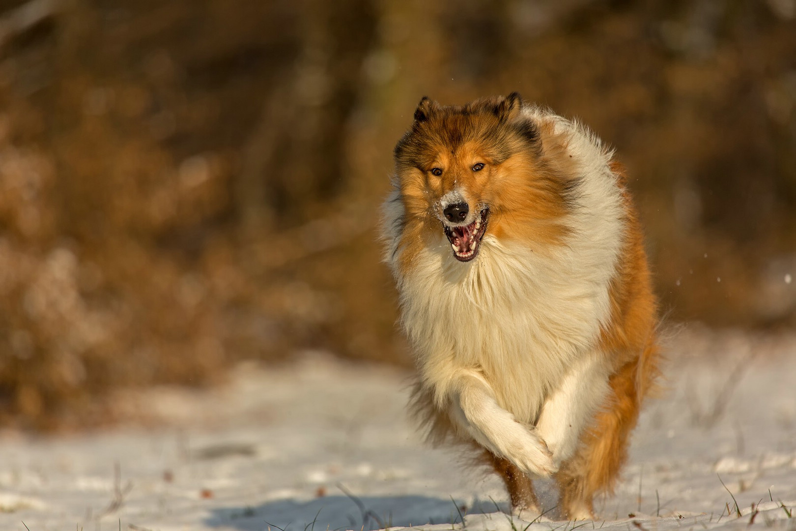 Mit 400mm auf Collie