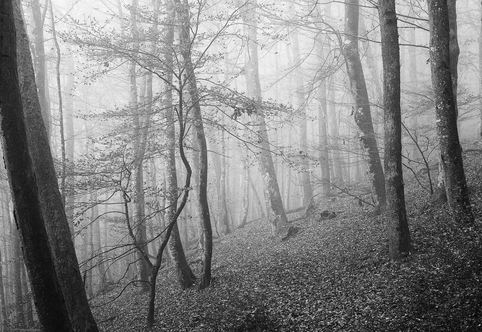 mit 90 mm Objektiv im Wald