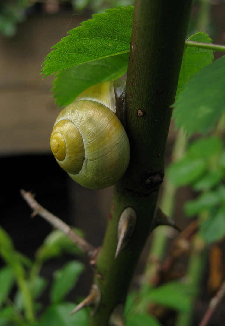 Mit Abwehr und Schirm