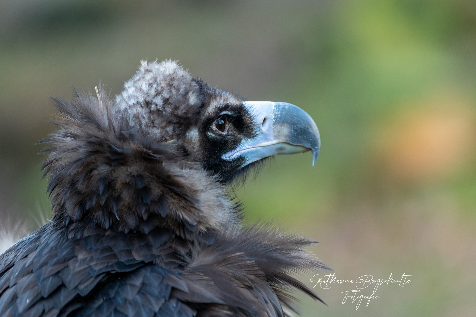 Mit Adler, öhm Geier Augen ins Jahr 2020