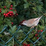 Mit Albinofleck im Flügel