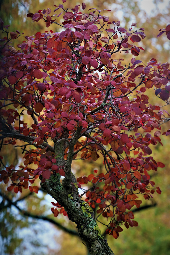 mit all seiner Kraft bringt der kleine alte Baum