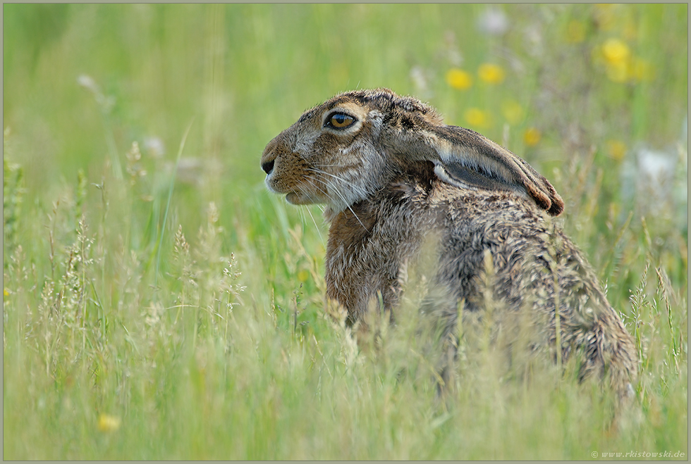 mit angelegten Ohren... Feldhase *Lepus europaeus*