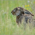 mit angelegten Ohren... Feldhase *Lepus europaeus*