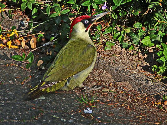 mit aufmerksamen Blick