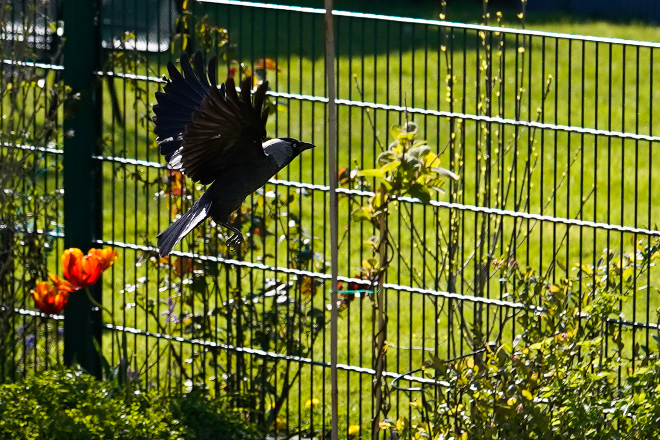 Mit Aufwind über den Zaun