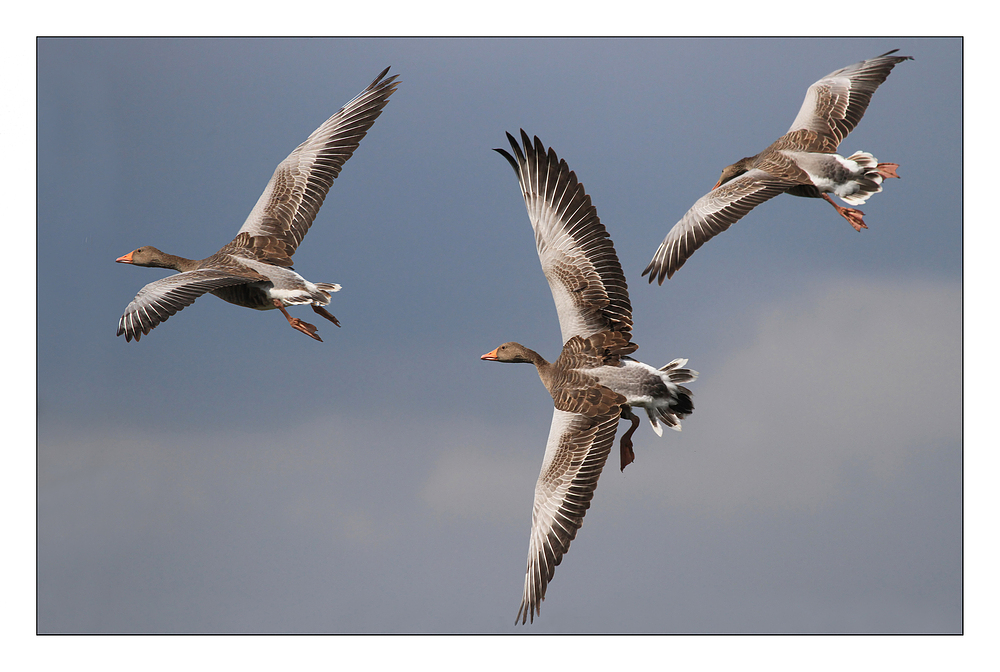 Mit ausgebreiteten Schwingen