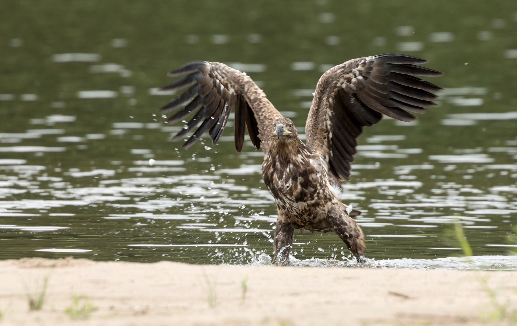 Mit ausgebreiteten Schwingen...