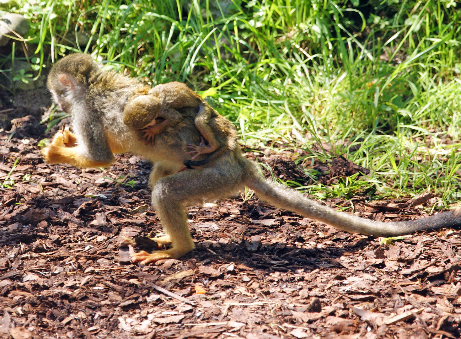 Mit Baby Huckepack auf der Flucht