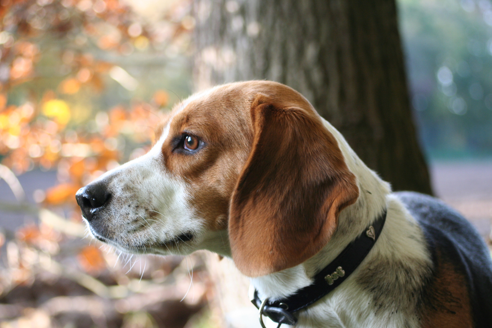 Mit Bella im Wald 2