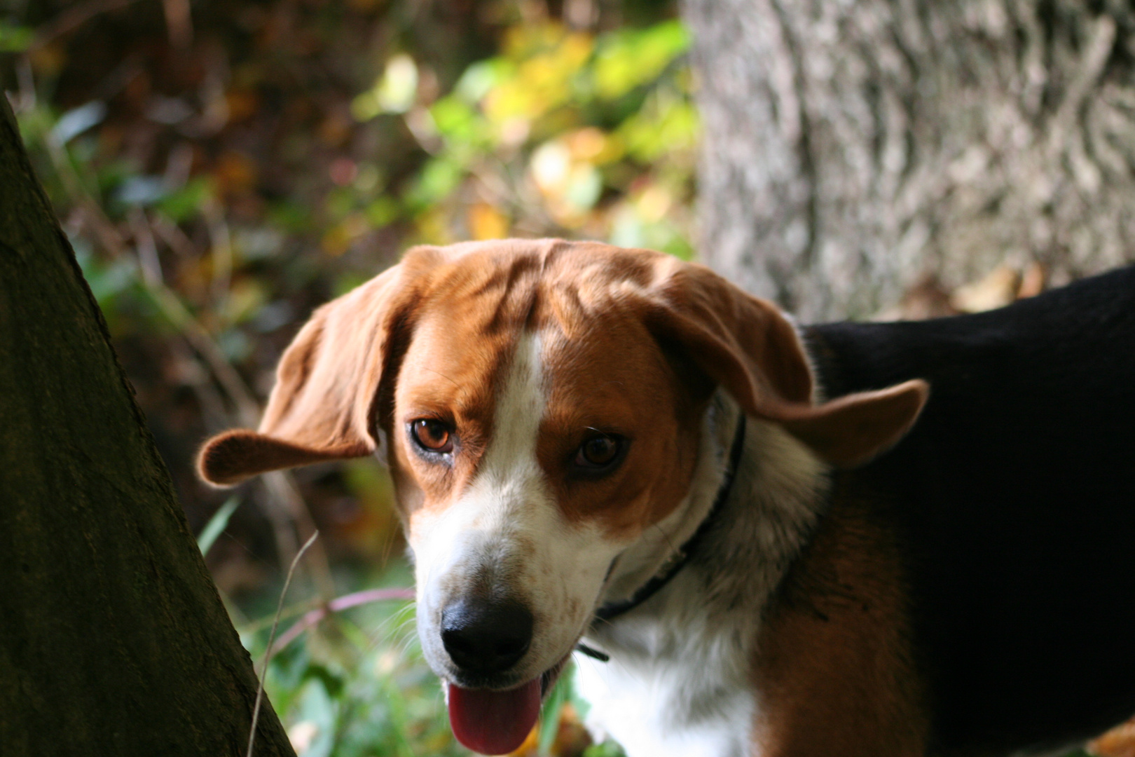 Mit Bella im Wald