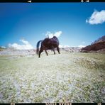 mit berni in ladakh 5