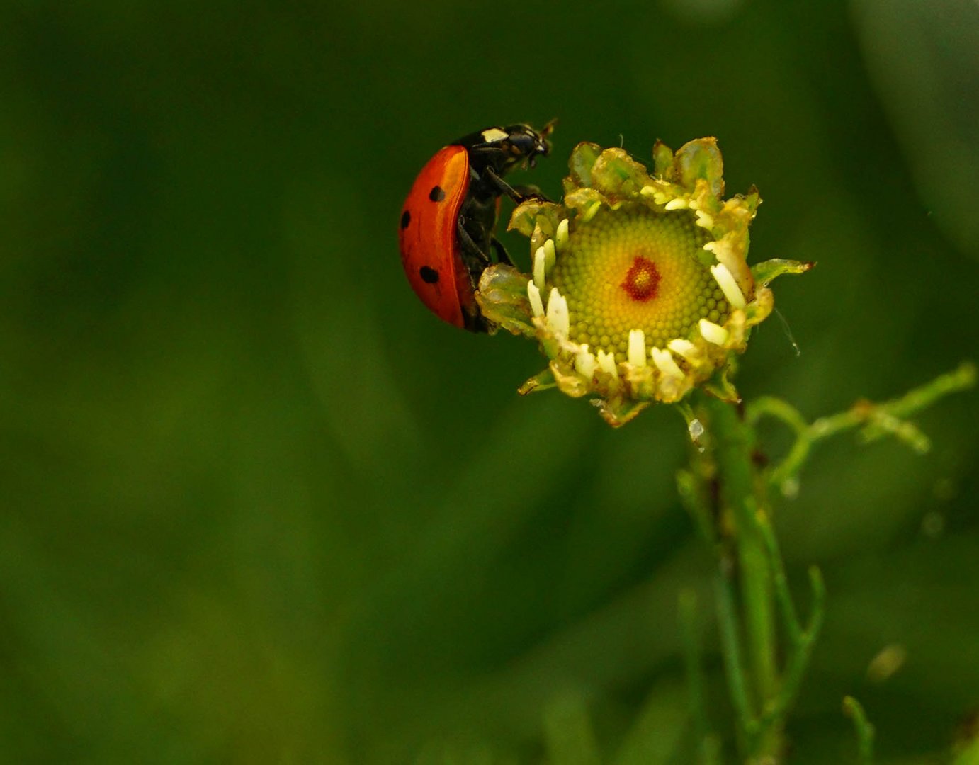 ...........mit Besucher