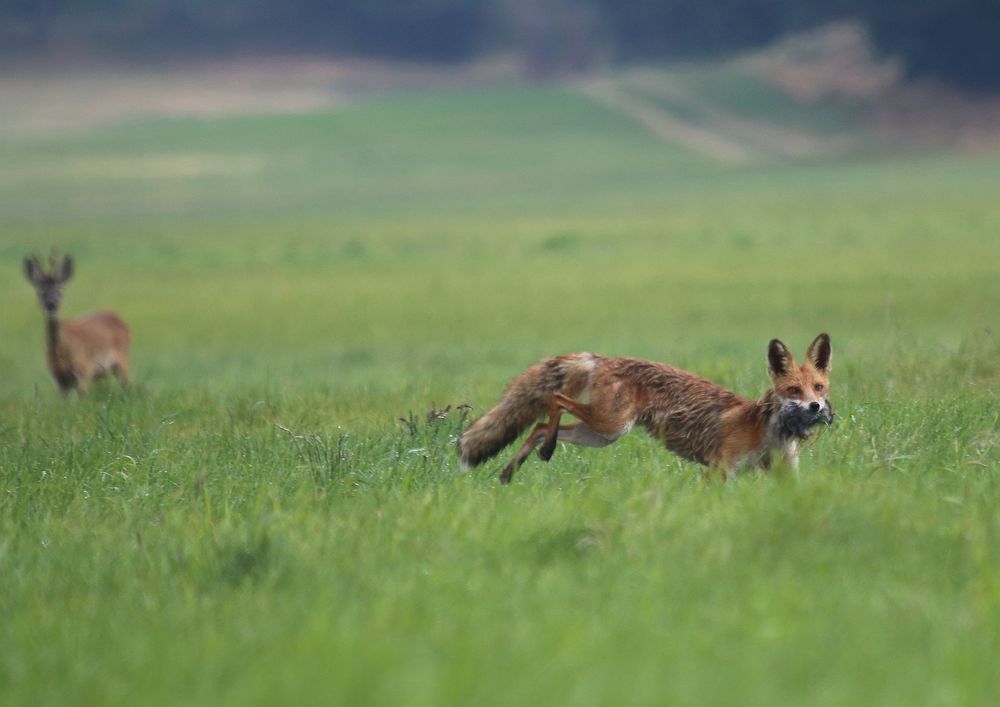 Mit Beute Foto & Bild tiere, fuchs, beute Bilder auf