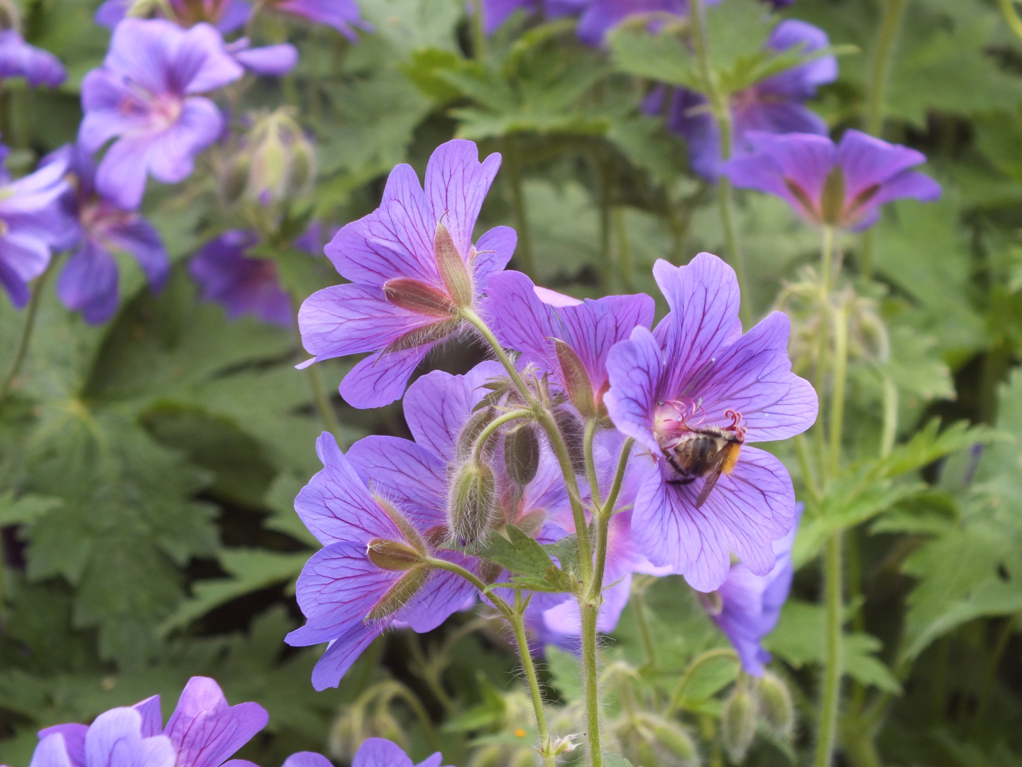 mit Bienchen