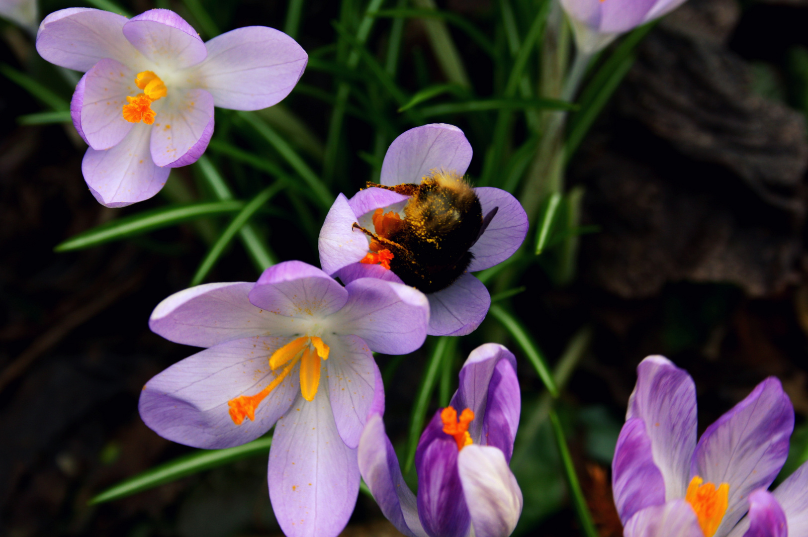 mit Bienchen :)