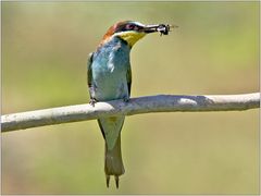 MIT BIENCHEN