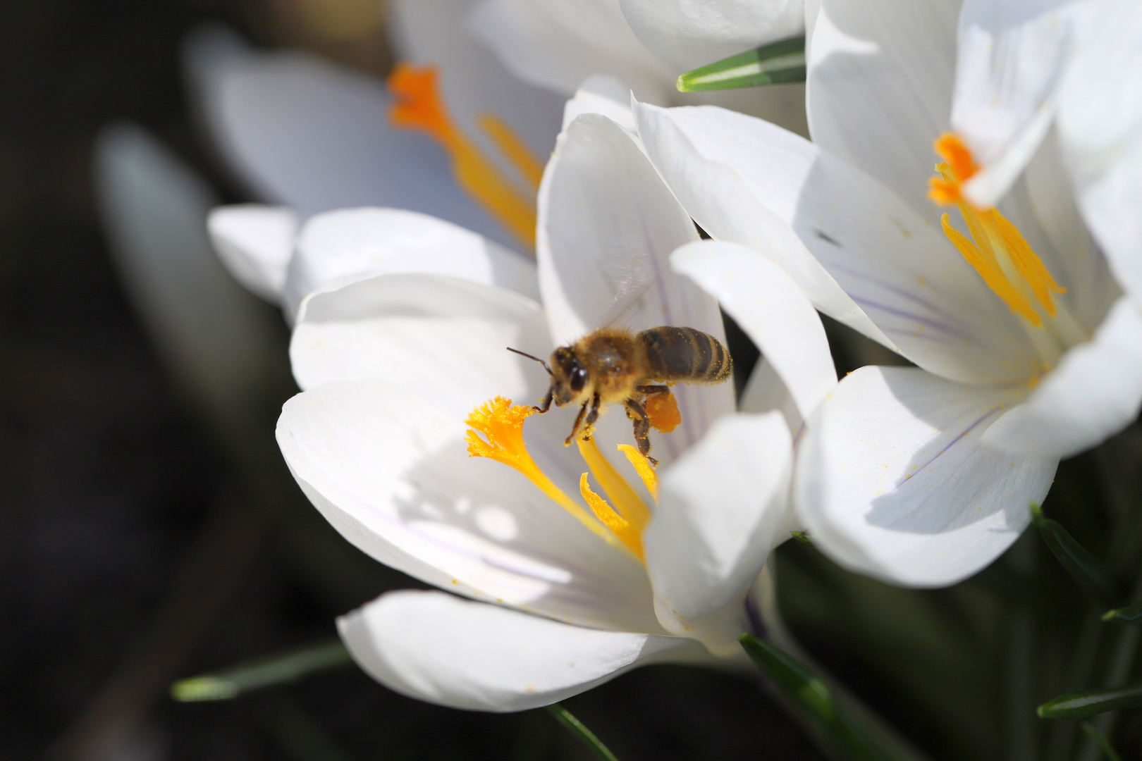 Mit Bienchen