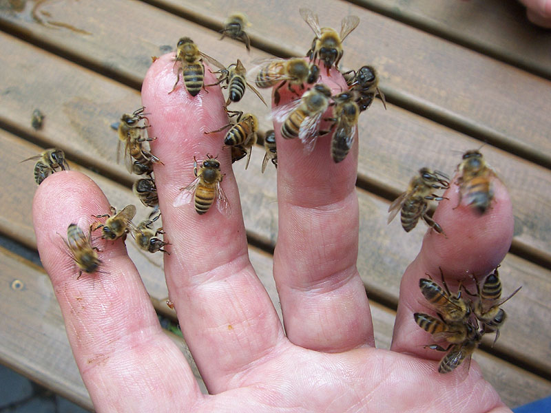 Mit Bienen kuscheln