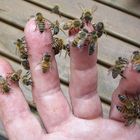 Mit Bienen kuscheln