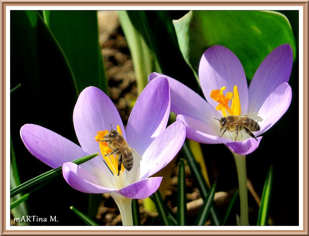 Mit Bienenfleiß (mit Gedicht)