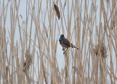 mit blaugeschwellter Brust