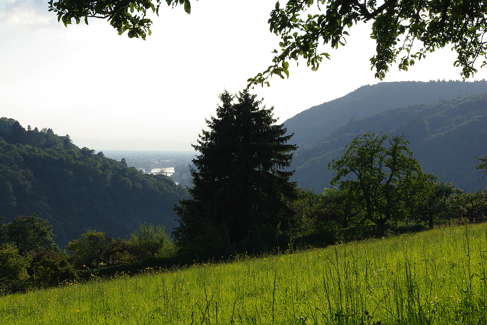 Mit Blick auf die Rheinebene