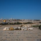 ... mit Blick Richtung Jerusalem