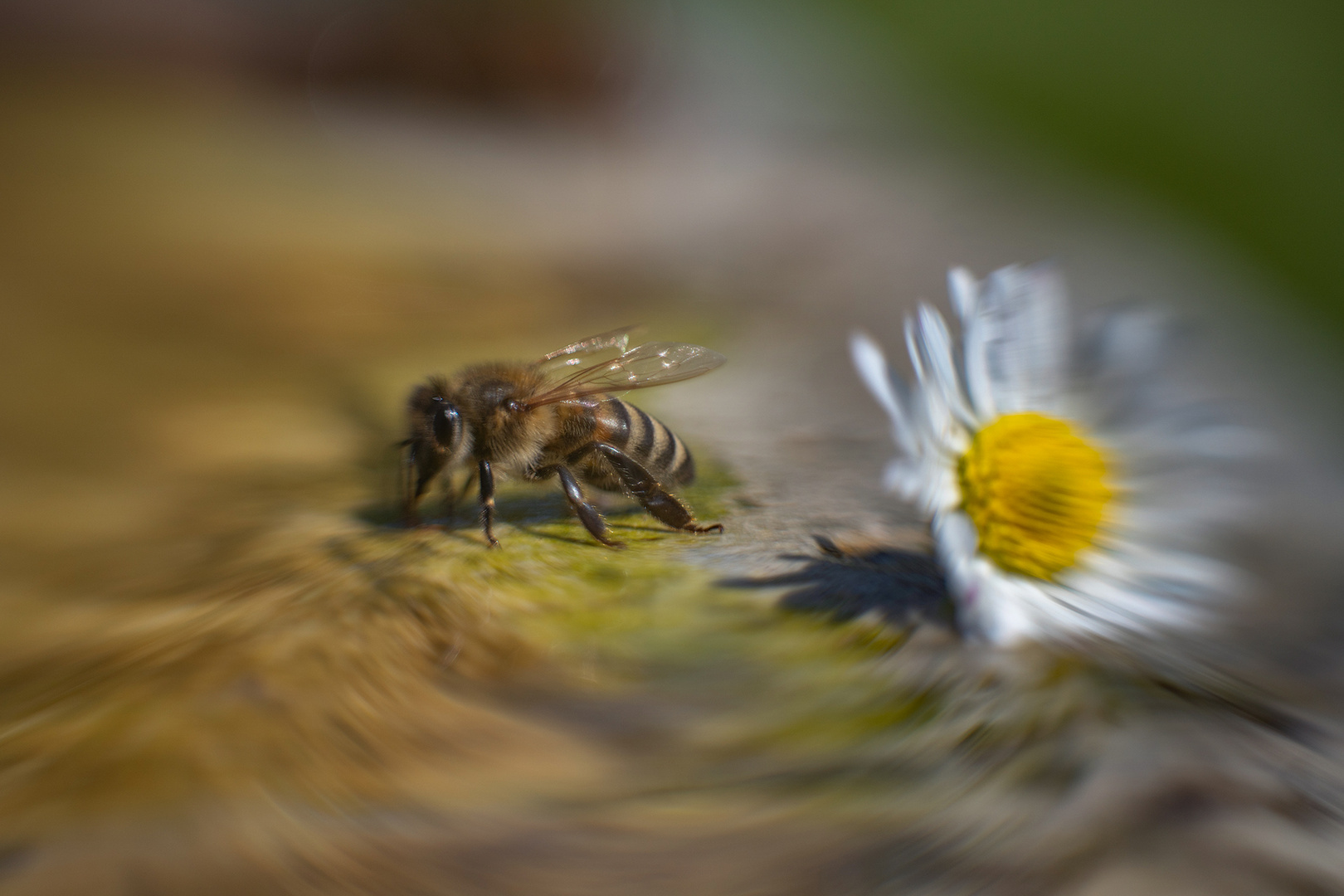 mit Blümchen...