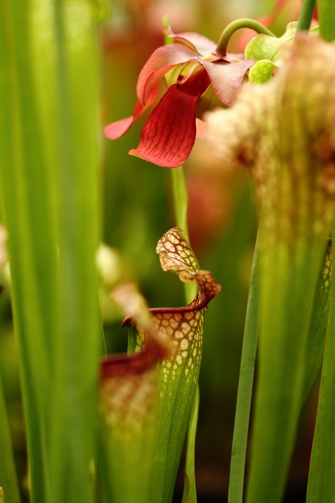 mit Blüte