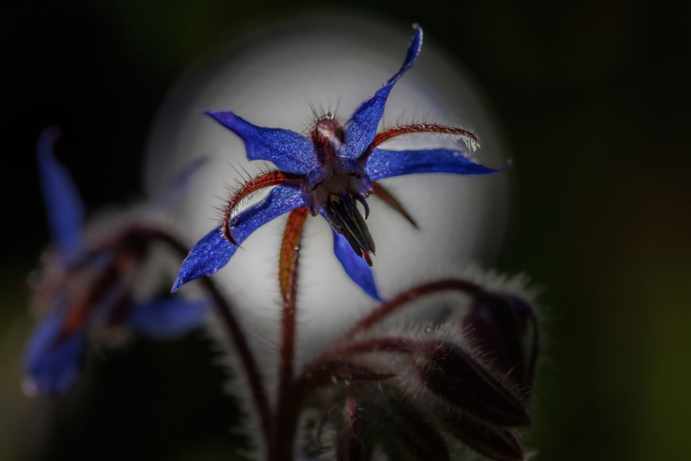 mit blüten gespielt