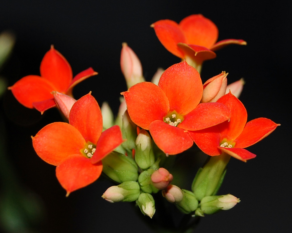 Mit Blüten ins Neue Jahr