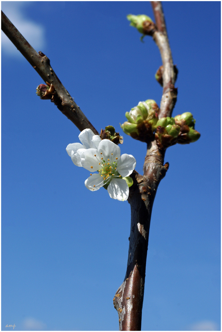 mit Blüten und Wolke