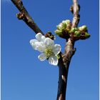 mit Blüten und Wolke