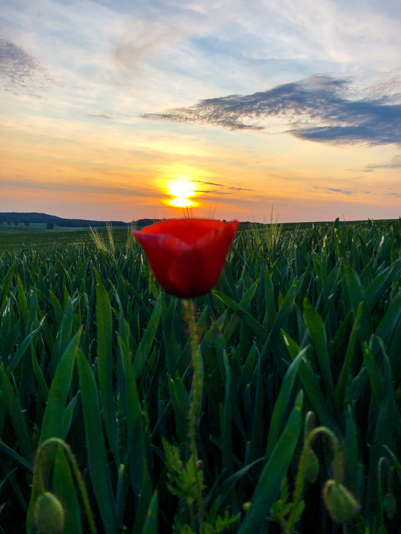 Mit Blumen ist alles schöner