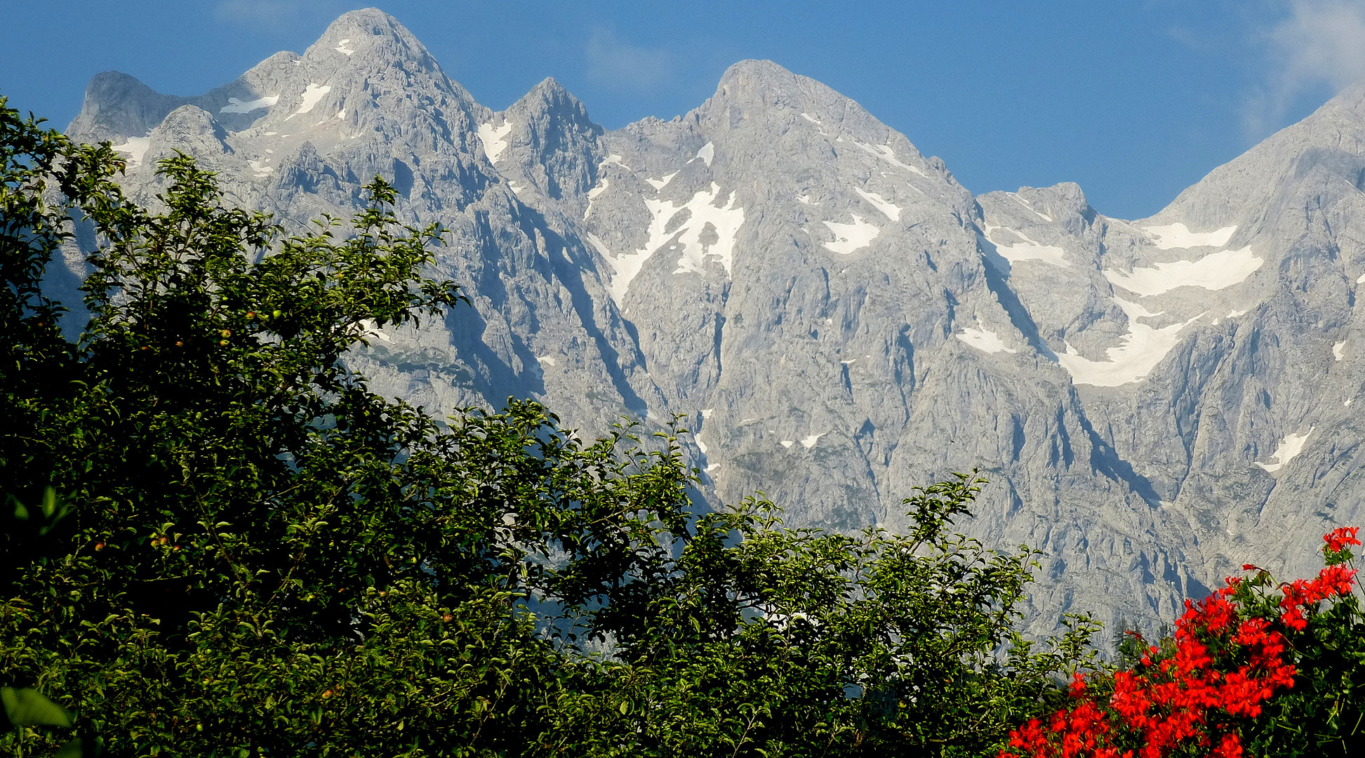 Mit Blumenblick zum Hohen Göll.